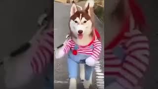 FUNNY DOG VIDEOS   EN KOMİK KÖPEK VİDEOLARI #best #funny #dog #funnydog #shorts