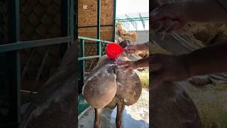 АЙ САЙЫН 1 ЖОЛУ БАНЯГА ТУШСОМ , БУЛ ЖАКТА КОЧКОРДУ ЖУМАСЫНА #арашан_койлору