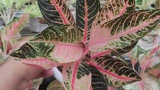 JUM'AT MUBAROK || AGLAONEMA HARGA SPESIAL