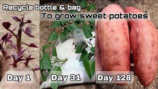 Recycle bottle & bag to grow sweet potatoes at home / Easy for beginners