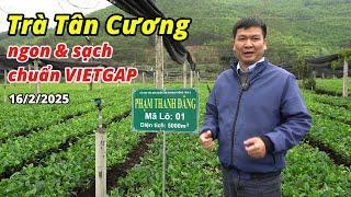 Trà Tân Cương Thái Nguyên Ngon & Sạch chuẩn VIETGAP - Vụ Xuân 2025