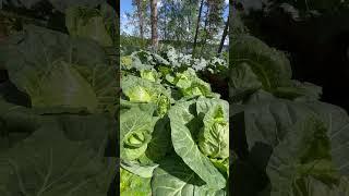 Огород на берегу озера , капуста оценила климат#огород #garden #flowers#ладога #music #shorts #like