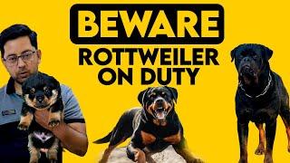 Beware! Rottweiler on duty, Best Rottweiler Puppies in Mohali, Chandigarh, Delhi, Jalandhar.