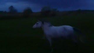 AMAZING GALLOPING HORSES