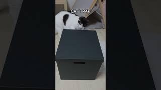 Cat Trap #고양이 #함정 #냥냥펀치