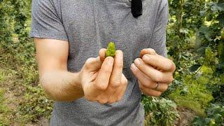 Comment cultive-t-on le houblon ?