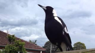 My friendly magpie having a good sing