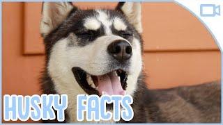 Facts About Huskies!