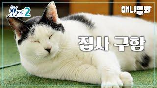 [뽀건소 입양 프로젝트-7화] 총상을 이겨낸 강한 냥이, 베이비ㅣEndured Through Gun Shots, Strong Cat, 'Baby'