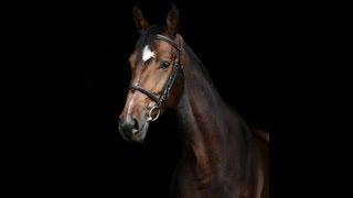 luxury horse farm auctions | Americas Auctioneer | Myers Jackson Florida Horse Farm