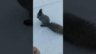 Белка и синица в руках