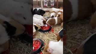 Tomato day for Guinea pigs