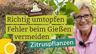 Zitruspflanzen - Der beste Zeitpunkt zum Umtopfen | Pflege im Sommer, Fehler beim Gießen vermeiden!