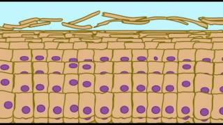 AP1: SKIN: KERATINIZATION IN EPIDERMIS