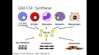 G-CSF und GM-CSF