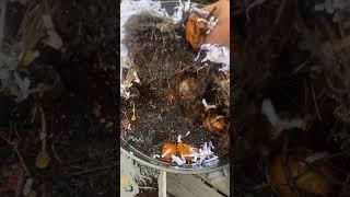 Easy worm composting system By Dan Pozzi.￼