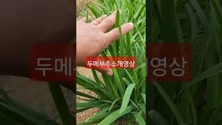 두메부추 나눔받고 영상찍습니다