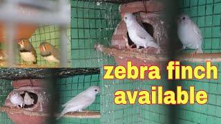 Normal zebra finch available in delhi || breeding pair zebra finch || GS Birds Info