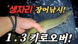 '생자리' 를 팠더니.. 1. 3키로 대물장어가??