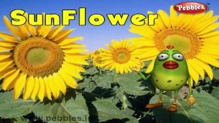 Sunflower Rhyme | 3D Nursery Rhymes With Lyrics For Kids | Flower Rhymes | 3D Rhymes Animation