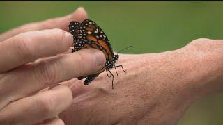 Endangered Monarch butterfly to receive federal protection