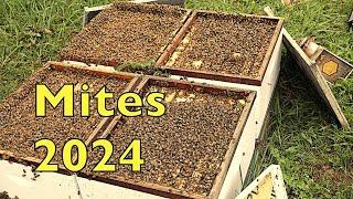 Varroa Mite Treatments