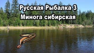 Русская Рыбалка 3 (Russian Fishing) Минога сибирская. Королевская коллекция