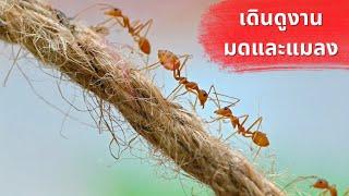 EP 65 พาดูมดและแมลงแปลกๆ ที่งาน Ant & Insect Fest | MORE MOD