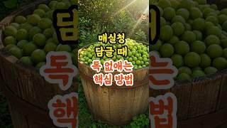 매실청 담글 때 독 없애는 핵심 방법 #건강 #건강정보