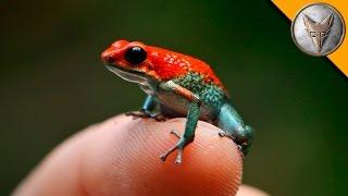 Deadly Poison Dart Frog?