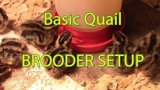 New hatch & brooder set up for coturnix quail