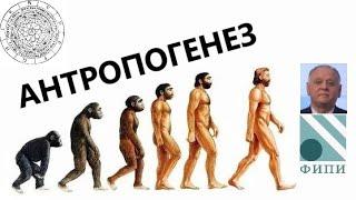Лёгкий способ запомнить антропогенез (эволюция человека) - Теория и практика, разбор заданий