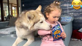 Sassy Baby Shouts At Husky For Trying To Steal Her Food! Funniest Video Ever!