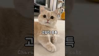 집사님들만 공감  #먼치킨 #고양이#munchkin#cat