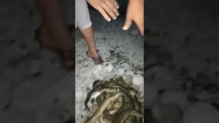 eel hunt at river indus #indus #river #viral #shots