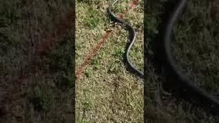 #snake #snakevideo #nature #buddy #shorts