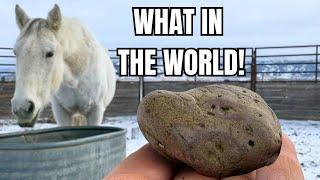 Rescued Auction HORSE is hiding something!  🪨 an Enterolith!