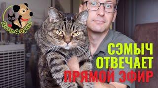 Ответы на вопросы о кошках и собаках 25.08.2024