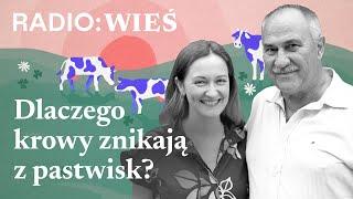 Czy szczęśliwe krowy istnieją?