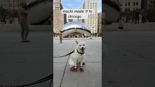 my shiba made it to chicago  #shibaaddict #shiba #japanesedog #shibainu #shibadog #shorts