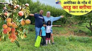 अमेरिका के गाँव में आड़ू का बग़ीचा आपका मन मोह लेगा  PEACH ORCHARD in USA