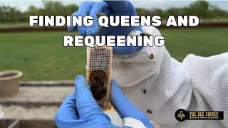 How to Find a Queen and Requeen a Hive in ONE VISIT | BEEKEEPING WITH TBS