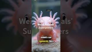  Mind-Blowing Animal Facts! #animals #curiosity #cute #facts #amazinganimals #didyouknow