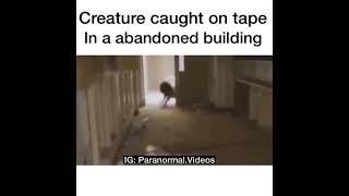 Creature Caught On Tape | real or fake? |