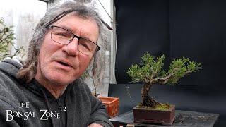 Pruning and Repotting My 12 Dollar Juniper, The Bonsai Zone, March 2025