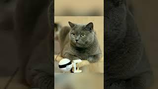 Did This Cat Syl_Vester Just Say THAT Word?