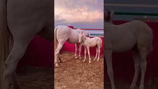 Rani (white Horse) Sidhu Stud Farm #punjab #horselover #youtubeshorts #shortvideo