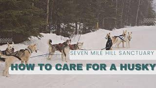 HOW TO CARE FOR A HUSKY!  Seven Mile Hill Sanctuary Alaskan Frontier Journey