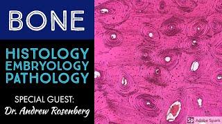 Normal Bone Histology & Embryology 101 with Dr. Andrew Rosenberg