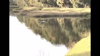 Flying Crane in Wesley Chapel, Florida